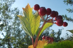 charlottestratton-10