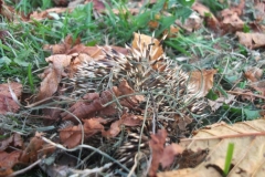 charlottestratton-3