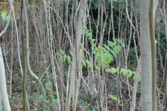 mopr3