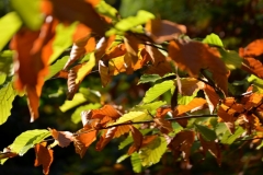 northwestkentcollege-12