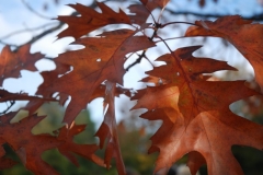 northwestkentcollege-15