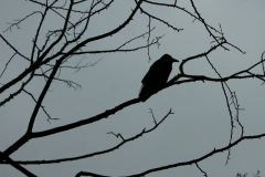 SONY DSC