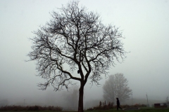 SONY DSC