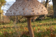 robbiejewsbury-2