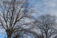 springboard-1