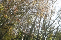 springboard-15