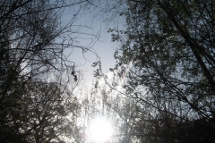 springboard-16