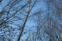 springboard-17