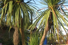 springboard-2