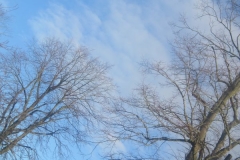 springboard-20