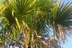 springboard-21