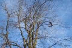springboard-23