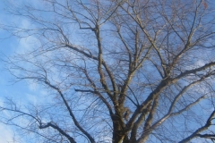 springboard-24