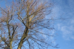 springboard-25