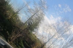 springboard-27