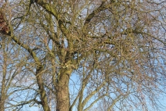 springboard-3