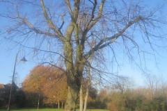 springboard-32