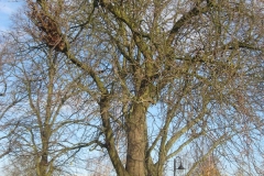springboard-4