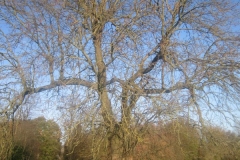 springboard-42