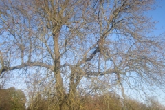 springboard-43