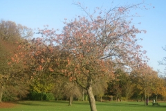 springboard-45