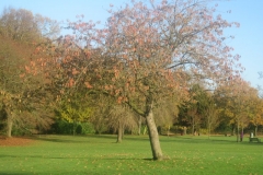 springboard-46