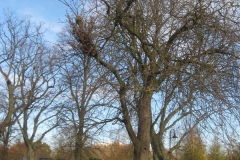 springboard-5