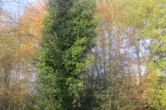 springboard-52