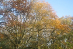 springboard-55