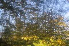 springboard-56