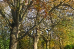 springboard-57