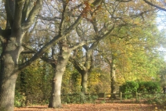 springboard-60