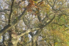 springboard-61