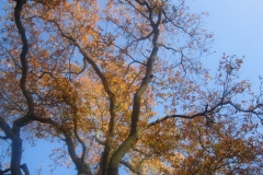 springboard-62