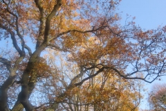 springboard-63