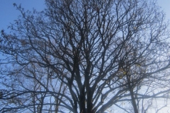 springboard-64