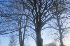 springboard-65