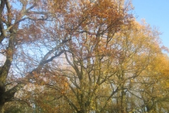 springboard-67