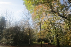 springboard-71