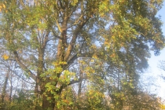 springboard-73