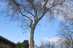 springboard-77