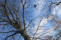 springboard-82