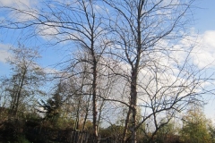 springboard-83