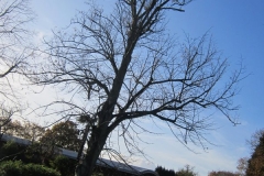 springboard-88