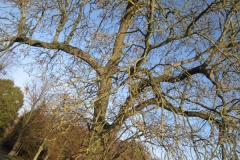 springboard-89