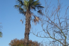 springboard-9