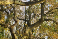springboard-92