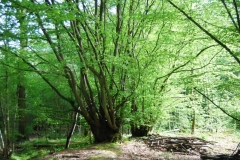 photo-05-05-2008-16-55-35