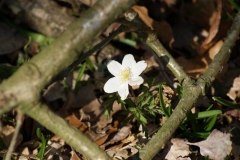 SONY DSC