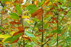 photo-12-11-2011-14-44-08